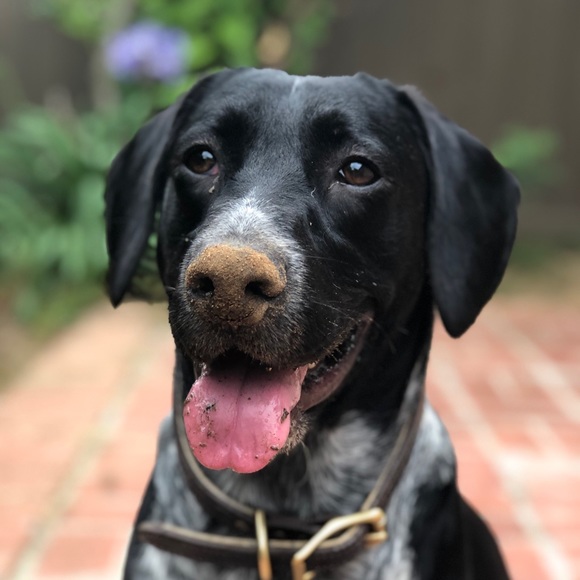 Meet your Posher, Abigail - Picture 1 of 1